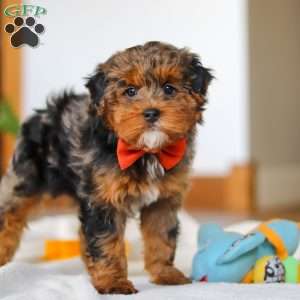 Jackson, Yorkie Poo Puppy